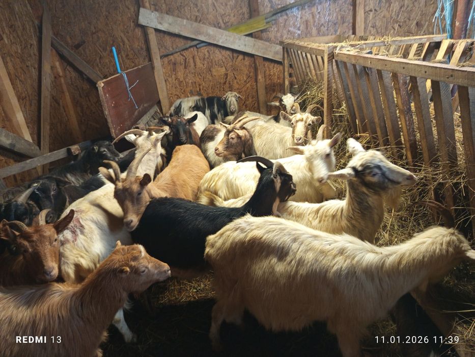 Schimb 60 capre pe 80 oi