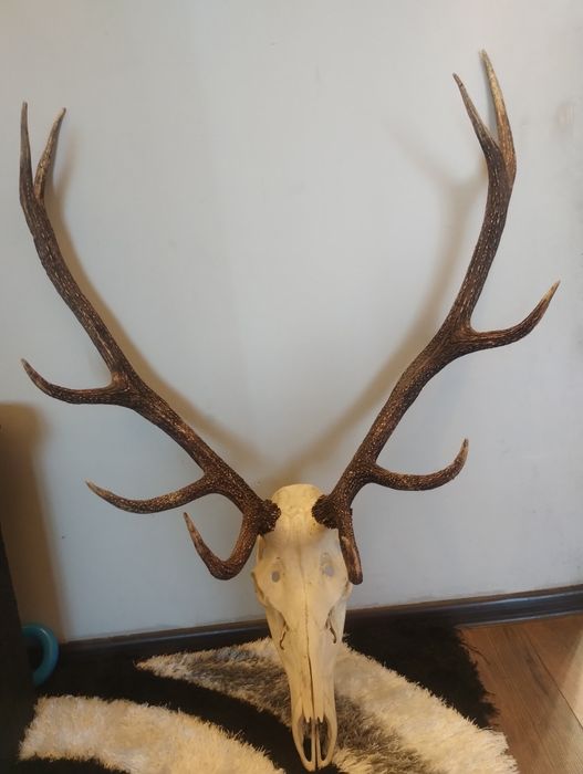 Трофейни рога от елен с череп