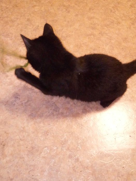 Отдам молодого кота