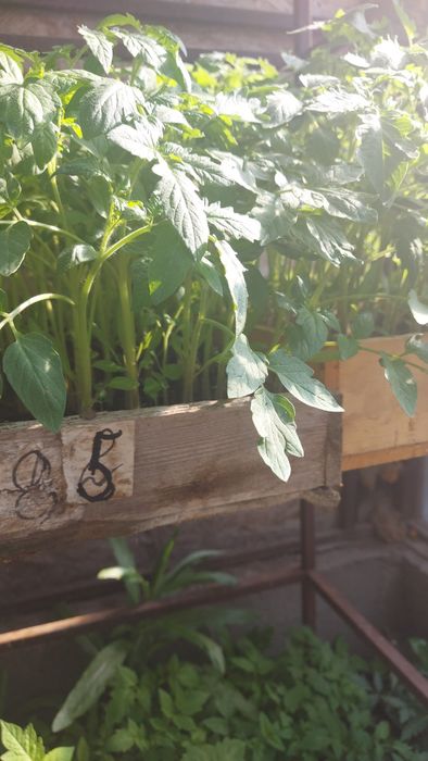 Рассада качественная продам