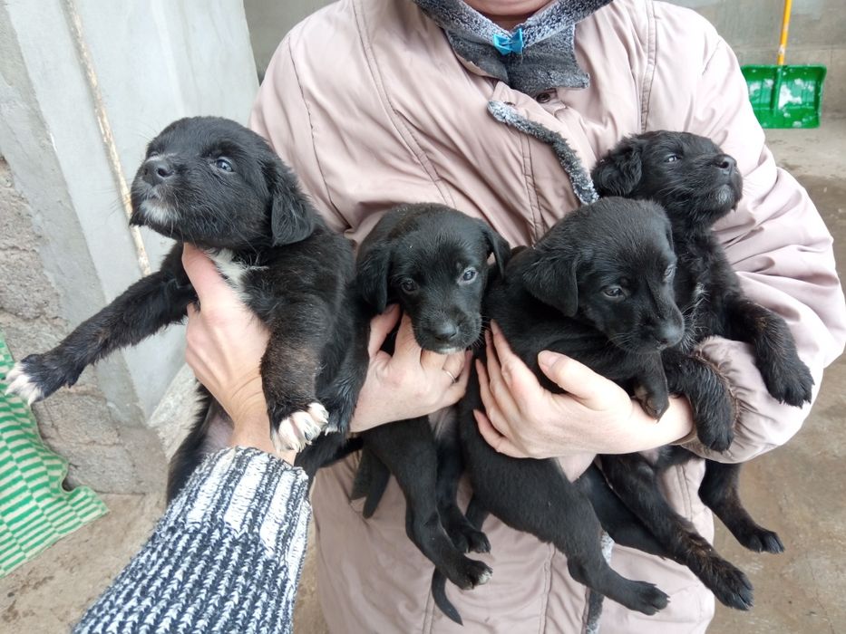 Щенки, кутята. Но