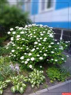 Газон экиш палиф урнатиш хизмати