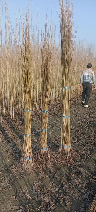 Terak Ko'chatlar sotiladi