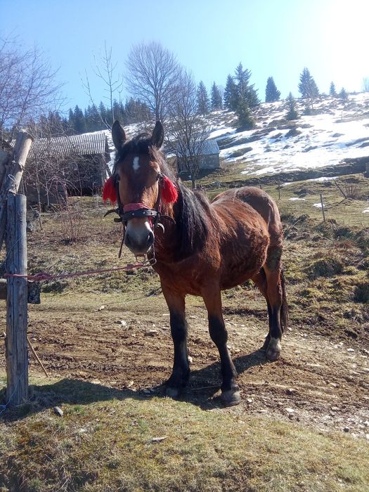 Vând mânz castrat de un an și șapte luni