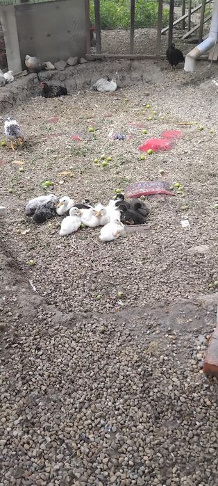Pui de casa  si boboci rasa polare
