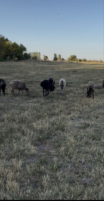 19 бас жас шаруа саулықтар сатылады