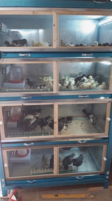 Продам и изготовлю клетки для циплят кроликов и кур