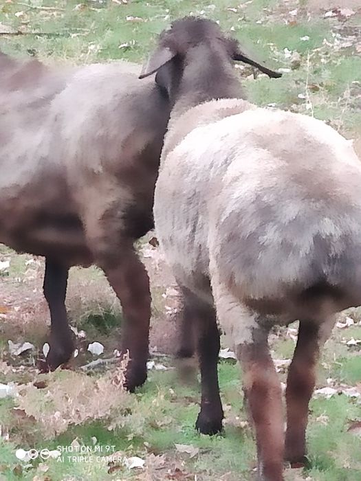 Койлар токты семиз