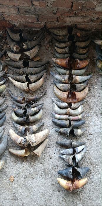 Рога 10 евро на чифт най-новото актуален профил