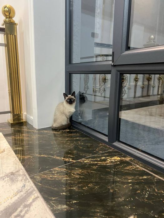 Продаётся Сиамский кот 8 месяцев