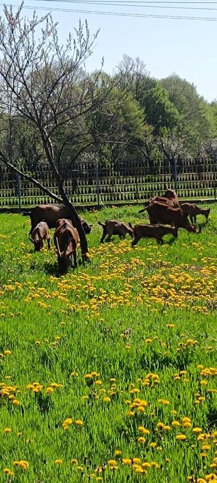 Vind țapi alpine franceza!