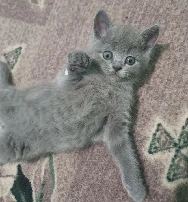 Британские девочки 1.5 к лотеу приучены, ласковые, нежные