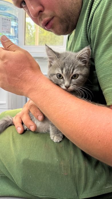 Котенок девочка 3,5мнс