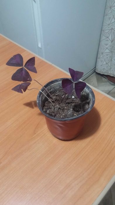 Кислица комнатная