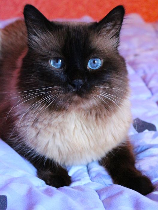 Опытный сиамский кот на вязку