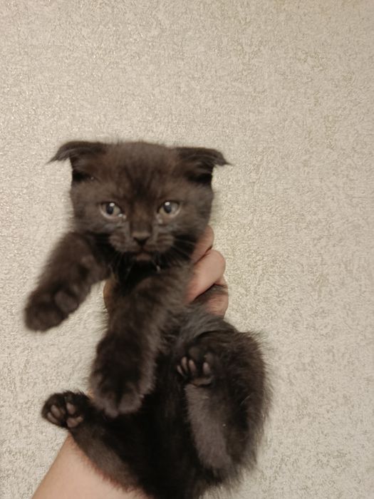 Котята продаются