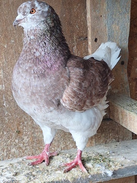 La schimb mascul  king