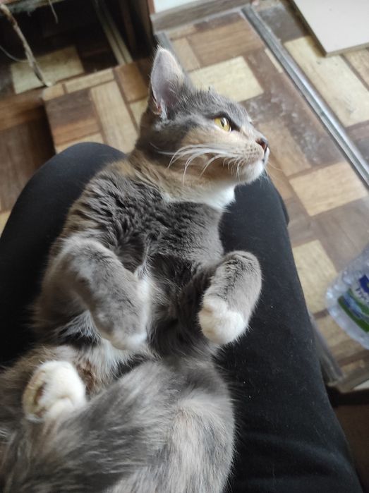 ПРИСТРАИВАЕТСЯ только в заботливые ручки