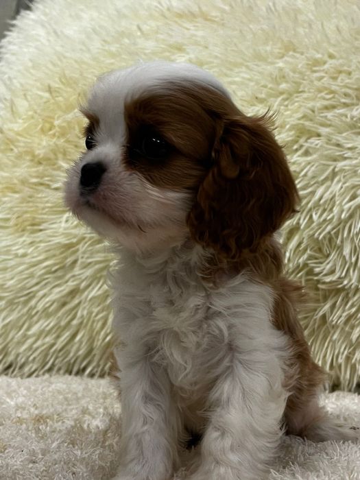 Курносые щеночки кавалер кинг чарльз спаниель