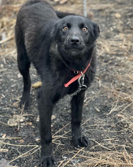 Пес в хорошие руки