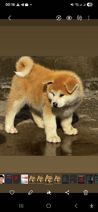 Акито ину щенок , девочка