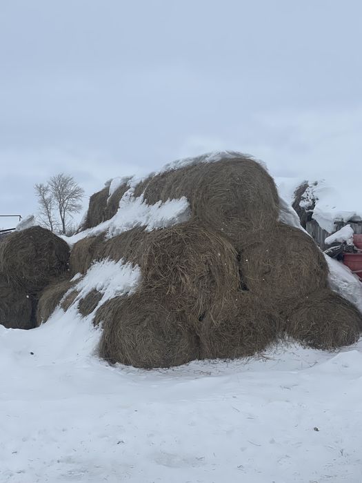 Продам сено разнотравия перемешку