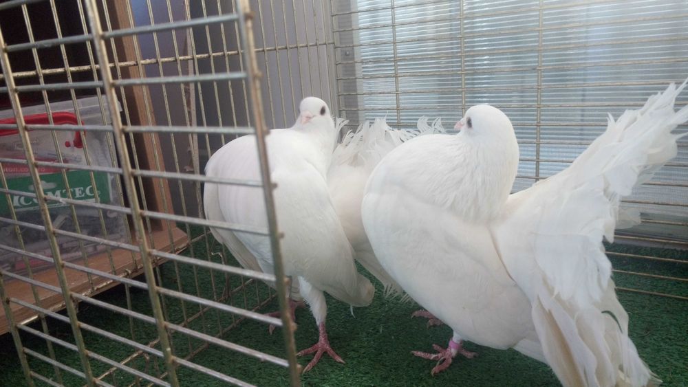 Porumbei de frumusete..curcani.rotari.satineti. .satineti.