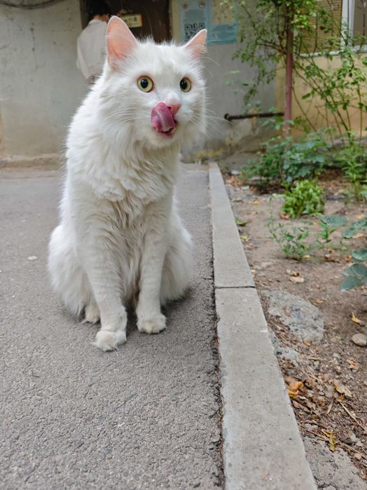 Отдам кота в добрые руки