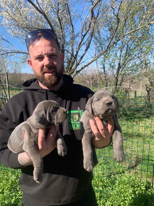 Кане Корсо гр.Харманли - мъжки и женски