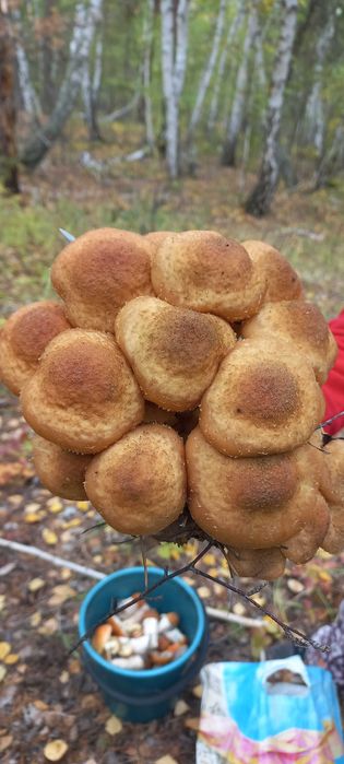 Маринованые опята