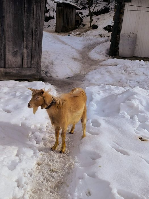 Țap de vânzare rasa mixtă