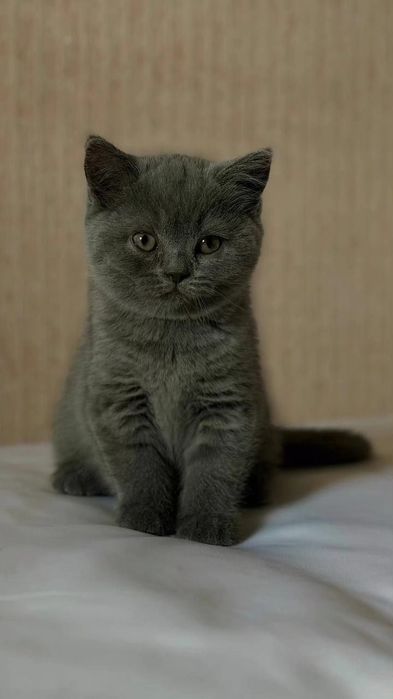 Британские короткошёрстные котята