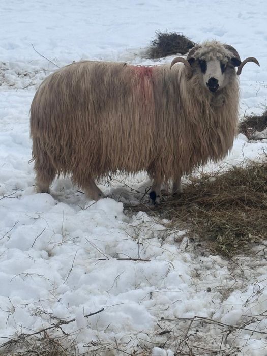 Berbec stramior  ….