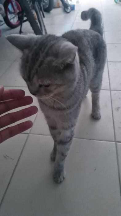 Ищем дом для кота