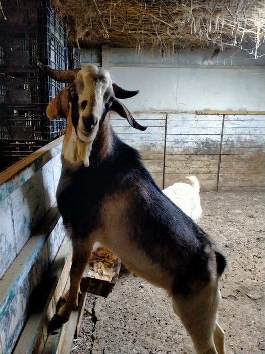 Продам козла производителя