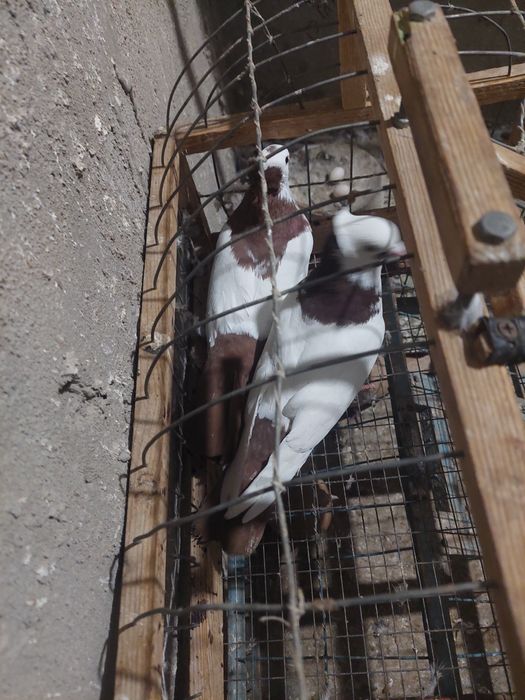 Құстар сатылады.