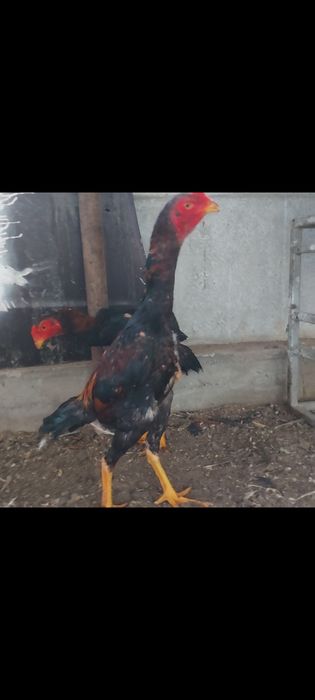 О  шамо   100%тік