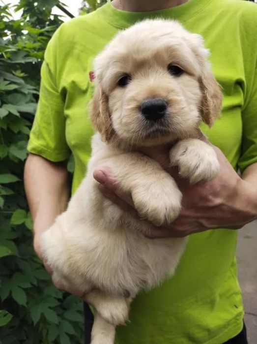 Golden Retriever Canisa autorizată