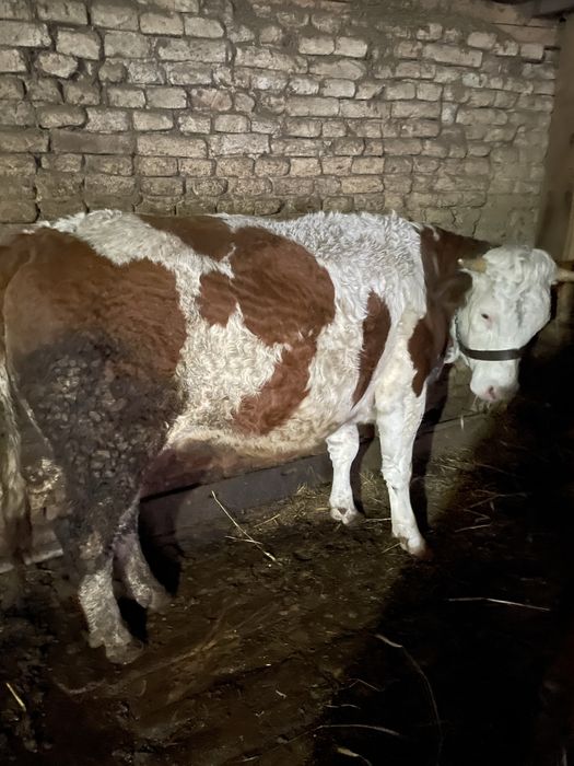 Se vinde juninca baltata romaneasca gestanta