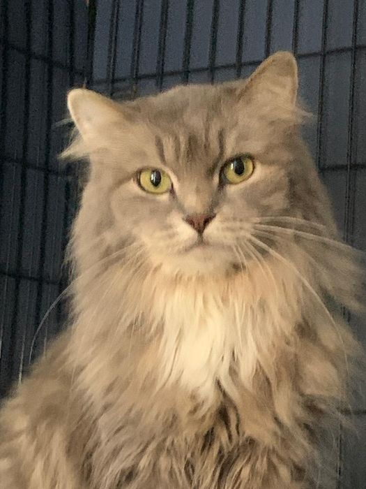 Кисуням нужен дом.