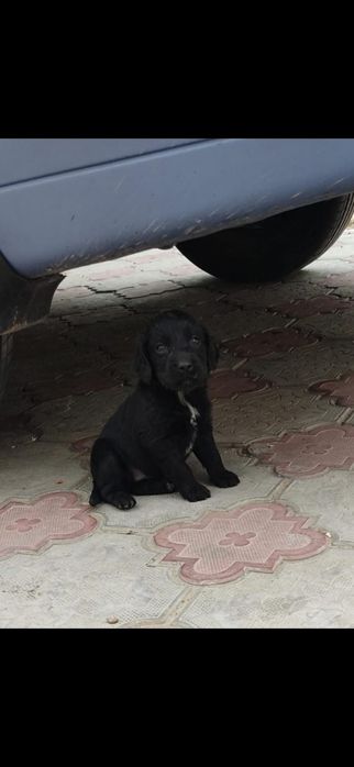 Чистокровные Спаниели