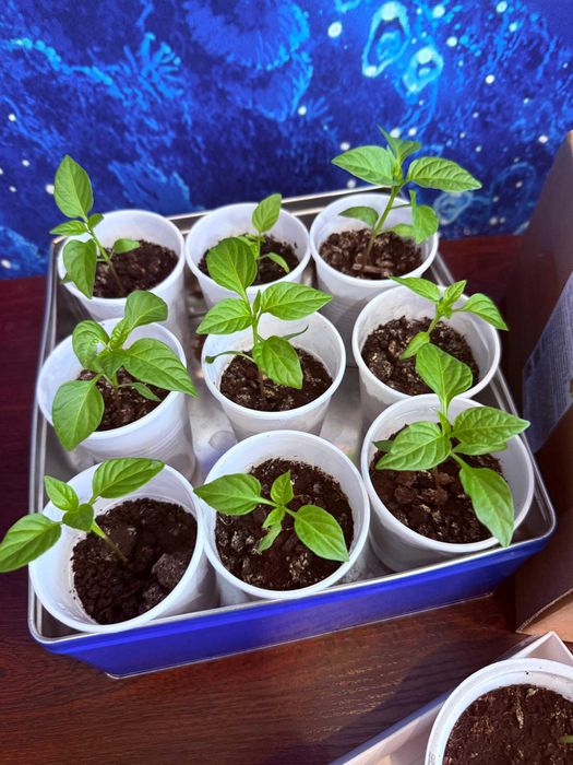 Балконная рассада помидоры перец огурцы