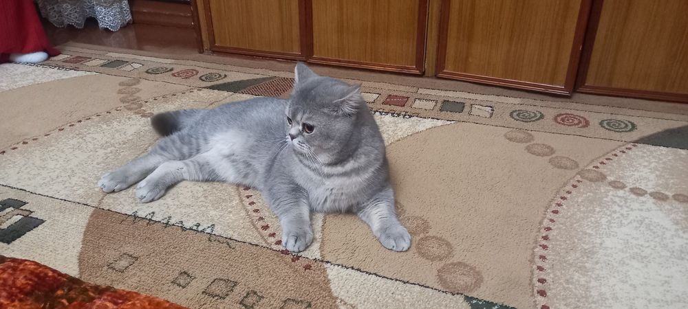 Продаю кота серебро шиншила 8 месяцев