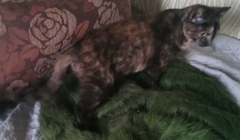 2 котенца. заедно или поотделно