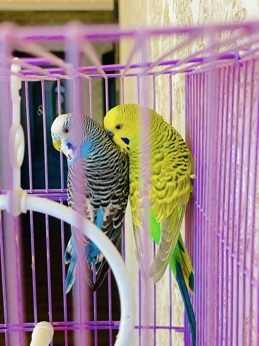 Пара попугаев папугай попугай пара попугаев