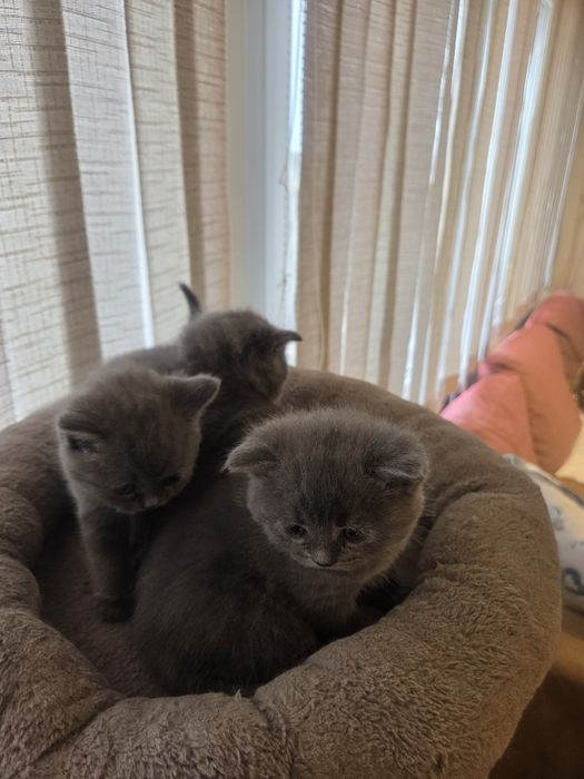 Британски късокосмеси котенца