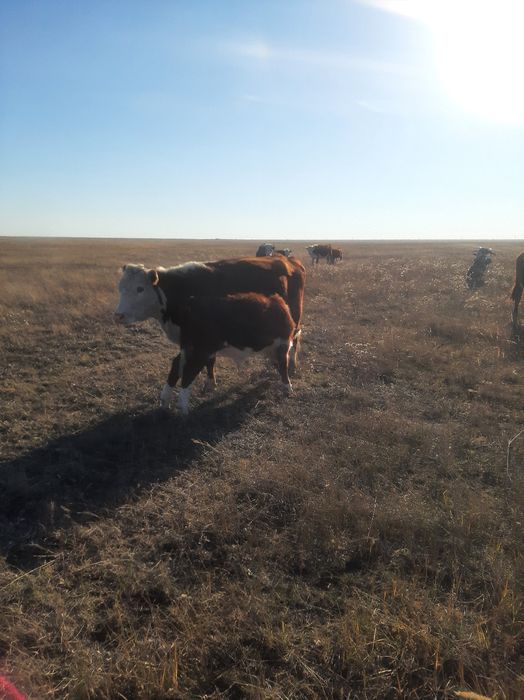 Подсос бызаулар сататын