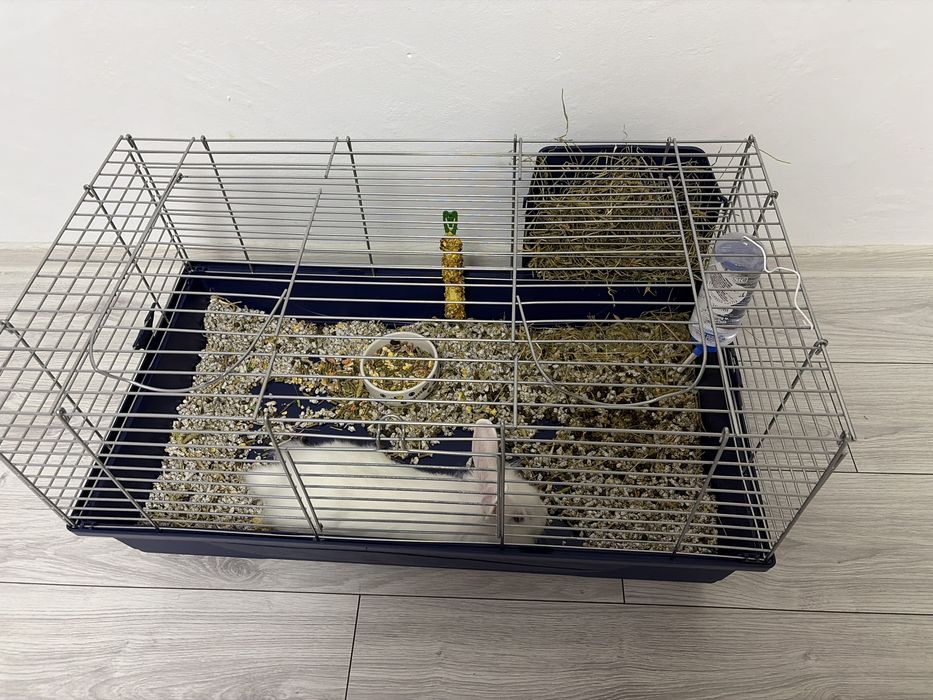 Animal de companie