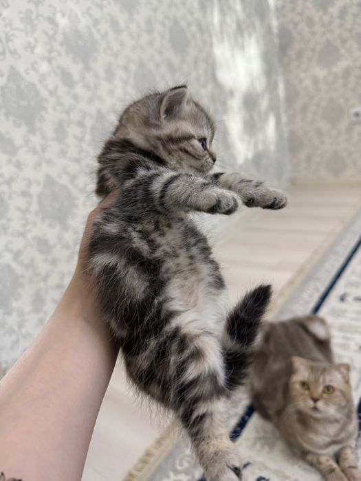 Продам шотландских котят