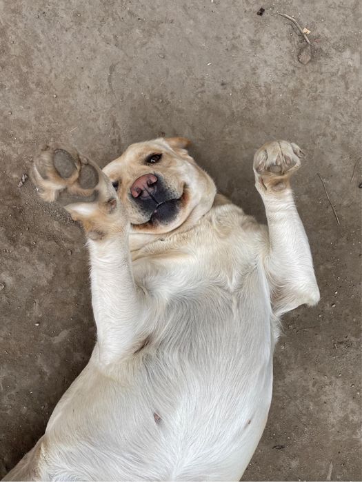 Adopție labdrador, femela, varsta 4 ani